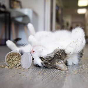 Meet your Posher, Prozac Cat